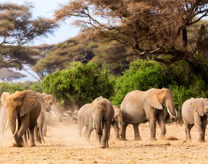 Wildlife safari vehicle observing elephants and other animals in a natural reserve.