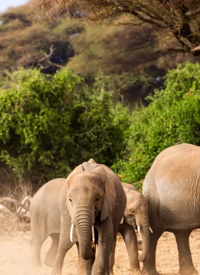 Wildlife safari vehicle observing elephants and other animals in a natural reserve