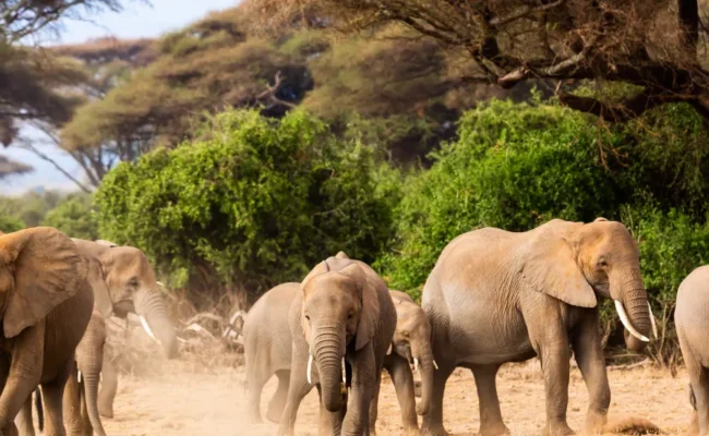 Wildlife safari vehicle observing elephants and other animals in a natural reserve