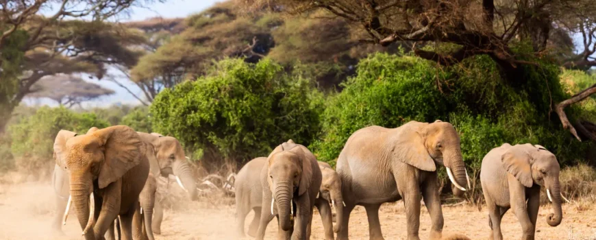 Wildlife safari vehicle observing elephants and other animals in a natural reserve
